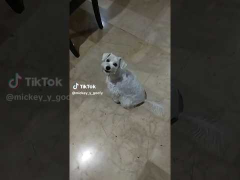 Skin-Walker?  | Videos de terror|  VOL 7  #shorts