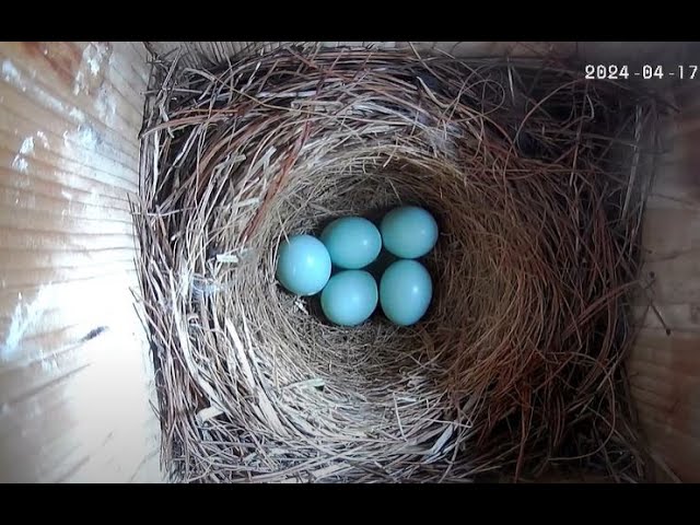 Live webcam view of Cámara en Vivo del Nido de Azulejos