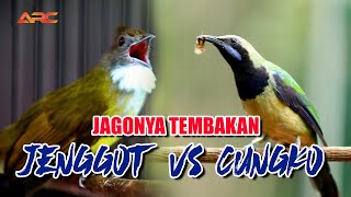 MASTERAN CUCAK JENGGOT VS CUCAK CUNGKO | JAGONYA TEMBAKAN