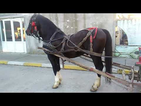 Armasar kwpn(gelderland) romania 2018