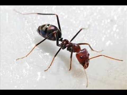 I. Vanish - Dravle Do Smrti