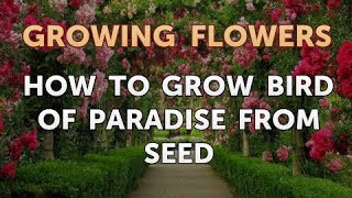 How to Grow Bird of Paradise From Seed
