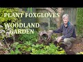 Plant Foxgloves in my Woodland garden