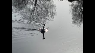 The Woodland Chronicles – Week 6 – Teachers of the Light