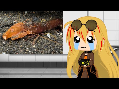 Team RWBY Reacts To More Australian Wildlife By @moreparz  Part:6 (GCRV)