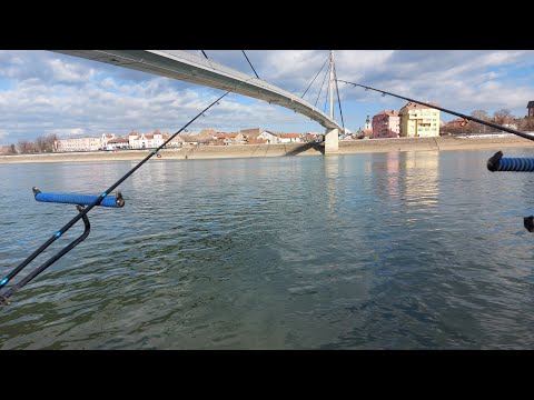 Feederom na plotice - pecanje na Savi