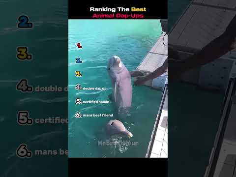 Ranking Coolest Animal Dap Ups Of All Time