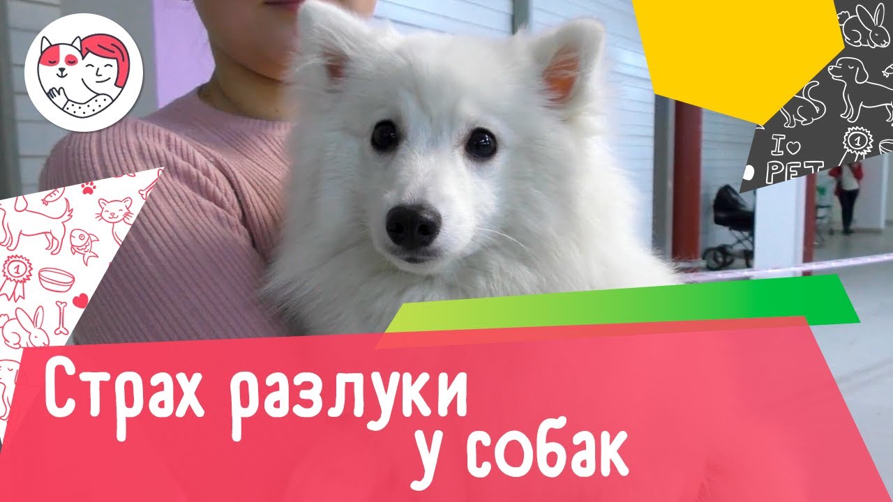 4 популярных вопроса о страхе разлуки у собак