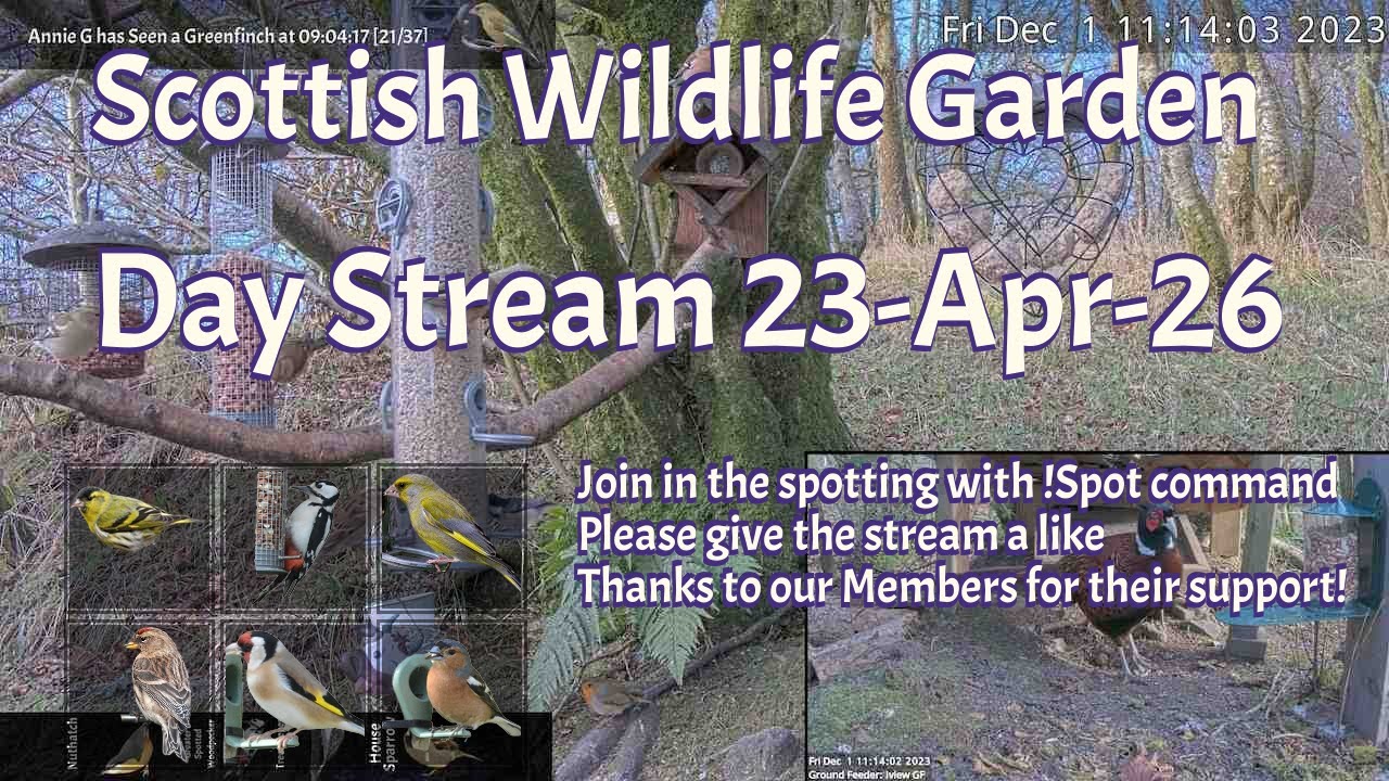 LIVE 🔴 Bird Feeders, Wildlife Cameras Scotland UK from Scottish Wildlife Garden