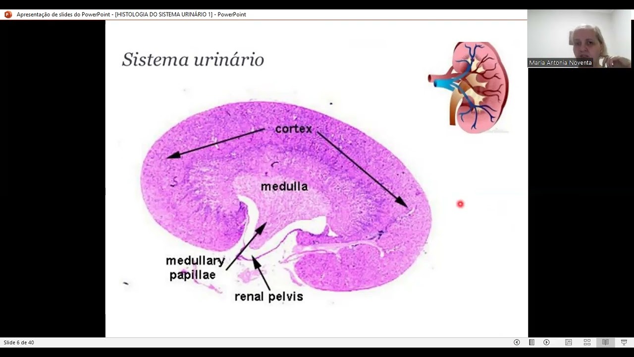 HISTOLOGIA DO SISTEMA URINÁRIO