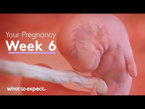 6 Weeks Pregnant - What to Expect