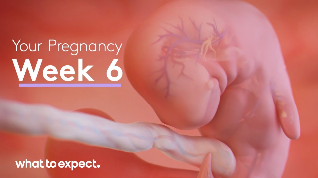 6 Weeks Pregnant - What to Expect - YouTube