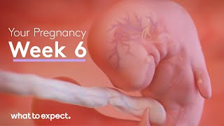 6 Weeks Pregnant - What to Expect