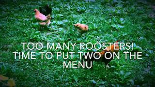 Are old roosters edible? Yes! But how to make the tough old boot tender?! Learn how now!