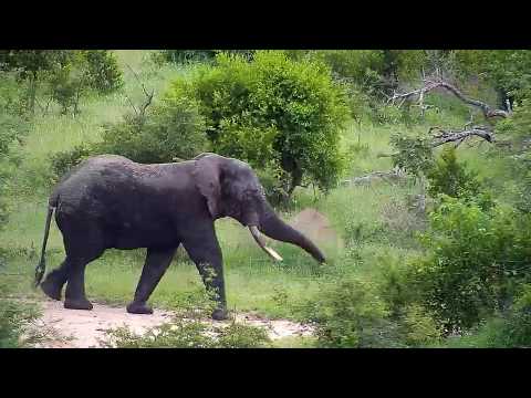 Djuma: Lone Elephant bull walking back in treeline on Mvubu Road - 17:54 - 01/27/2020