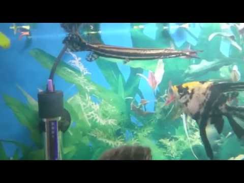 Peixe Gar - Boca de Jacaré comendo um coridora