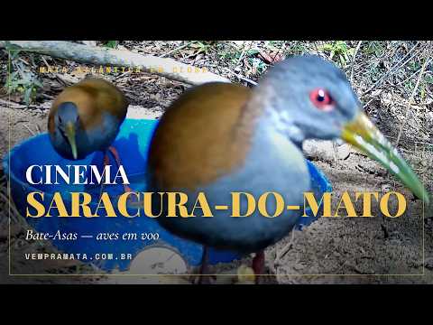 Fauna selvagem em habitat natural — Cinema Trilha, Mata Atlântica, Santa Teresa ES