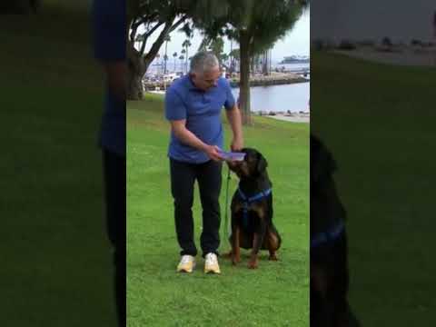 How to Lead a Strong Dog