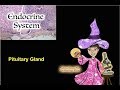 Endocrine System: The Pituitary Gland