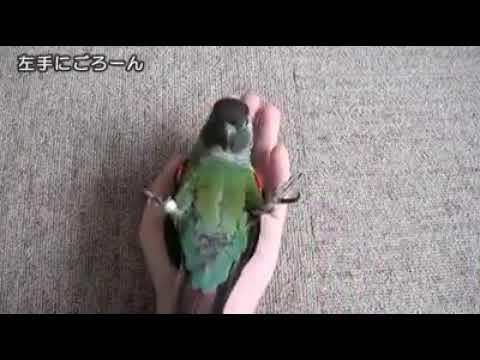 Inteligentes loros inteligentes inteligentes