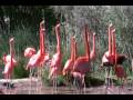 American Flamingo Courtship Behavior Sacramento Zoo