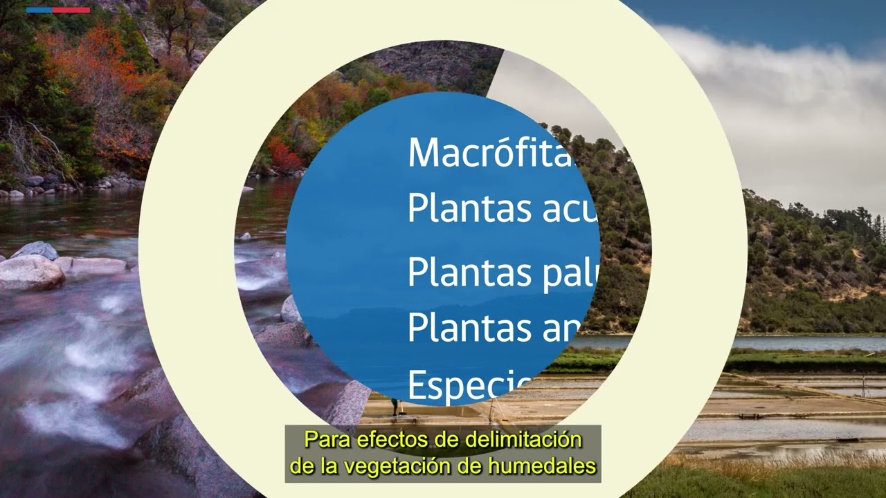 Módulo 3 Video 1 - Introducción criterio de vegetación