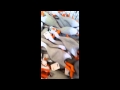 When Finding Nemo Meets Duck Army