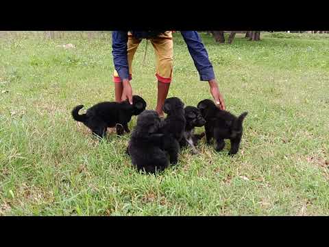 German shepherd puppies for sell