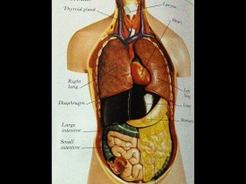 Understanding Epigastric Hernia