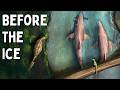 When Antarctica Was A Massive Jungle DEFAULT Thumbnail