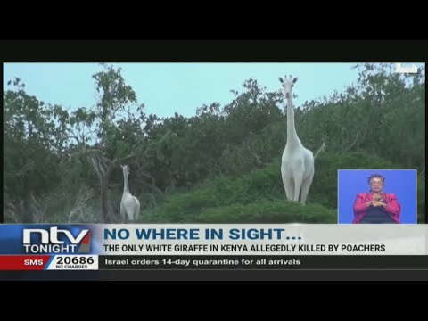 密猟者に殺されたとされるケニアの唯一のメスの白いキリン (The only female white giraffe in Kenya allegedly killed by poachers)