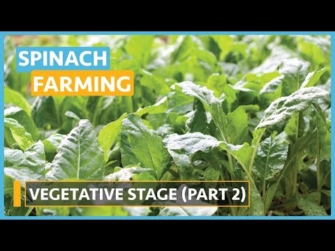 Spinach Farming Lesson 1 Introduction and Seed Selection