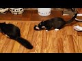 My Rescue Tuxedo Kitten Cats