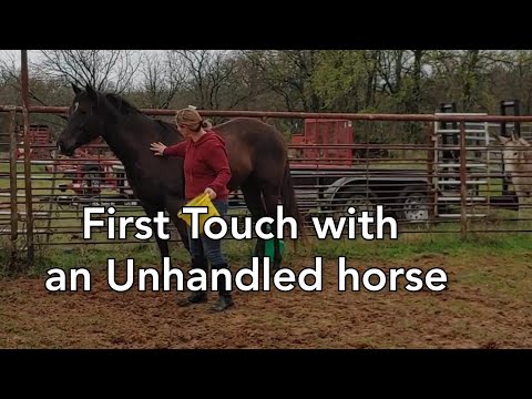 YouTube video about: How to halter break an unhandled horse?