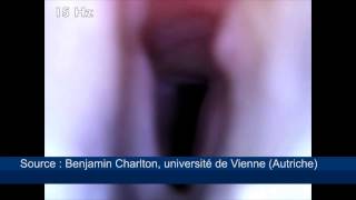 Le mystère du son du koala