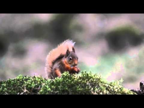 Red Squirrel, Scots Pine Woodland