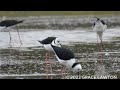 Black Winged Stilt Film At Big Swamp Station