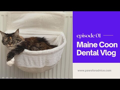 Maine Coon Dental Vlog 1 | Juvenile Gingival Hyperplasia in Cats