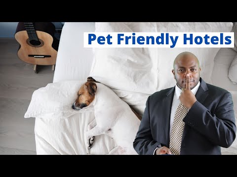 image-How much does a pet-friendly hotel in Sydney cost?