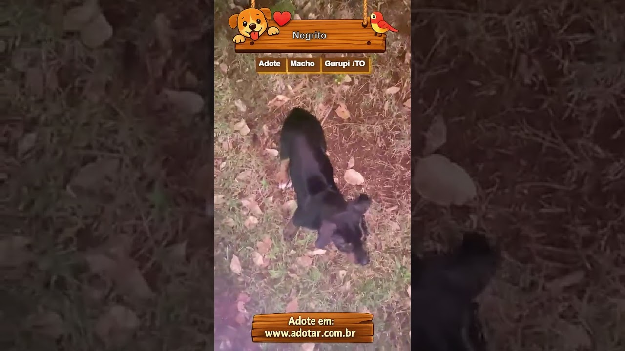 Cachorro raça SRD-ViraLata idade 7 a 11 meses nome Negrito