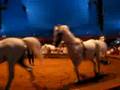 White Horses In A Circus