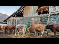 Cows Fresh Milk And Family Life In A Mountain Village