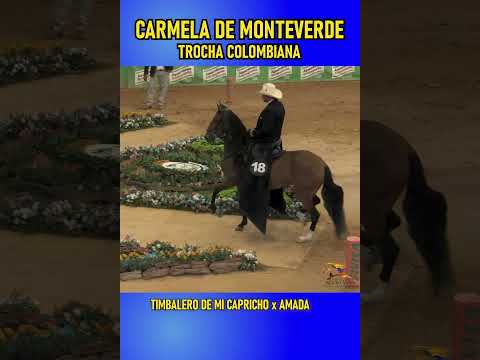 CARMELA DE MONTEVERDE LAS FLORES 2023 #trocha #shortsvideo #horse #ecuestre