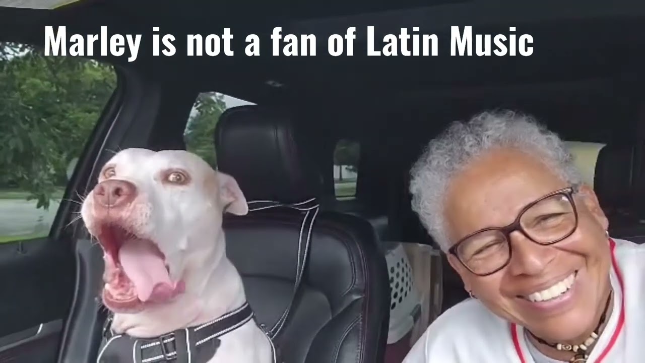 Marley, a ADOPTABLE mixed breed in Boca Raton, FL video 6/6