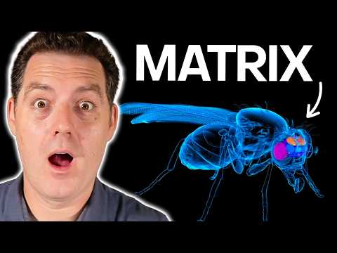 Does This Fly Prove We're In a Simulation?