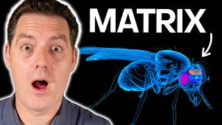 Does This Fly Prove We're In a Simulation?