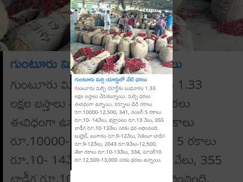 today Red chilli price in guntur mirchi yard