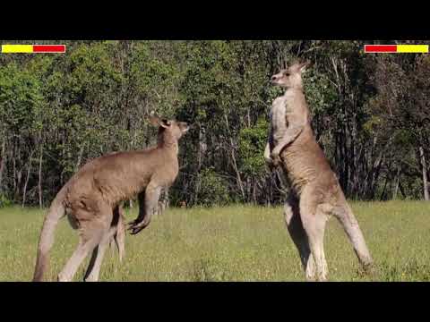 Kangaroo Fight Streetfighter SFX