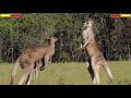 Kangaroo Fight Streetfighter SFX