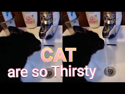 This is How our cat drink 🍸 water every Day!